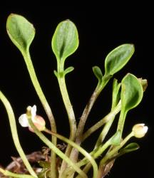 Cardamine exigua. Rosette leaves.
 Image: P.B. Heenan © Landcare Research 2019 CC BY 3.0 NZ